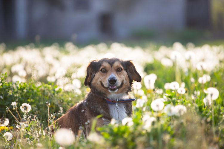 Quelle assurance santé choisir pour son chien croisé ?