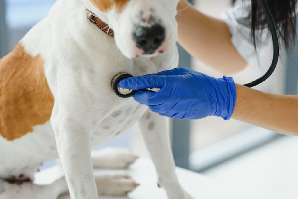 chien croisé frais vétérinaires