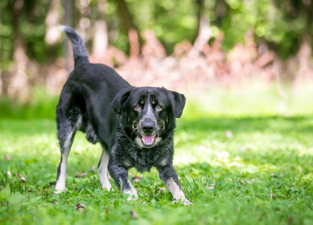 jeu chien croisé