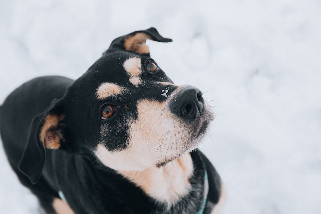 Chien manteau