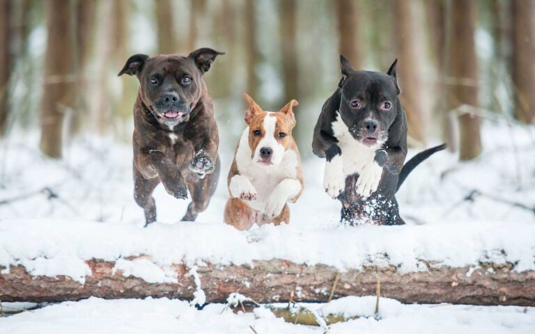 L’hiver approche : mon chien craint-il le froid et la neige ?