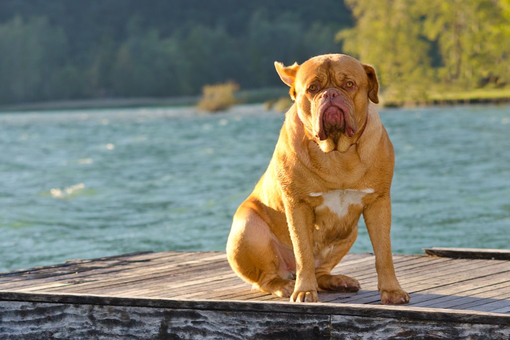 Chienne adulte