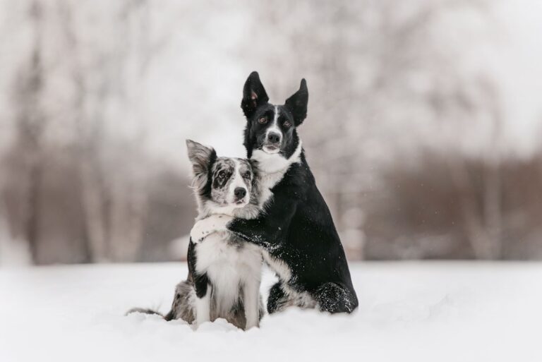 Les chaleurs chez la chienne : tout ce que vous devez savoir