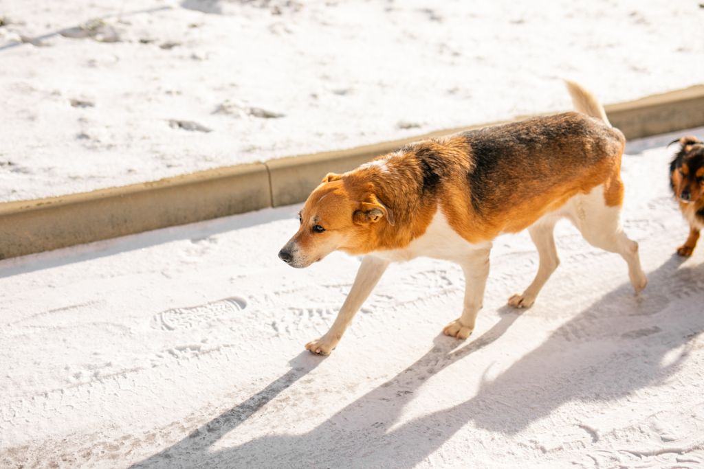 Chien en rut