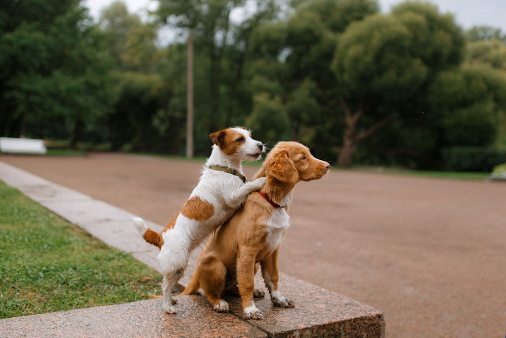Couple de chiens