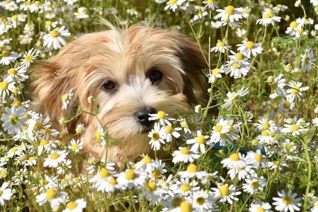 Bichon Havanais marron clair