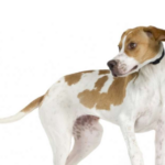 POINTER ANGLAIS