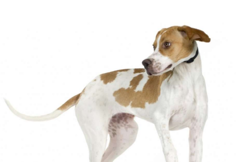 Pointer anglais (English Pointer)