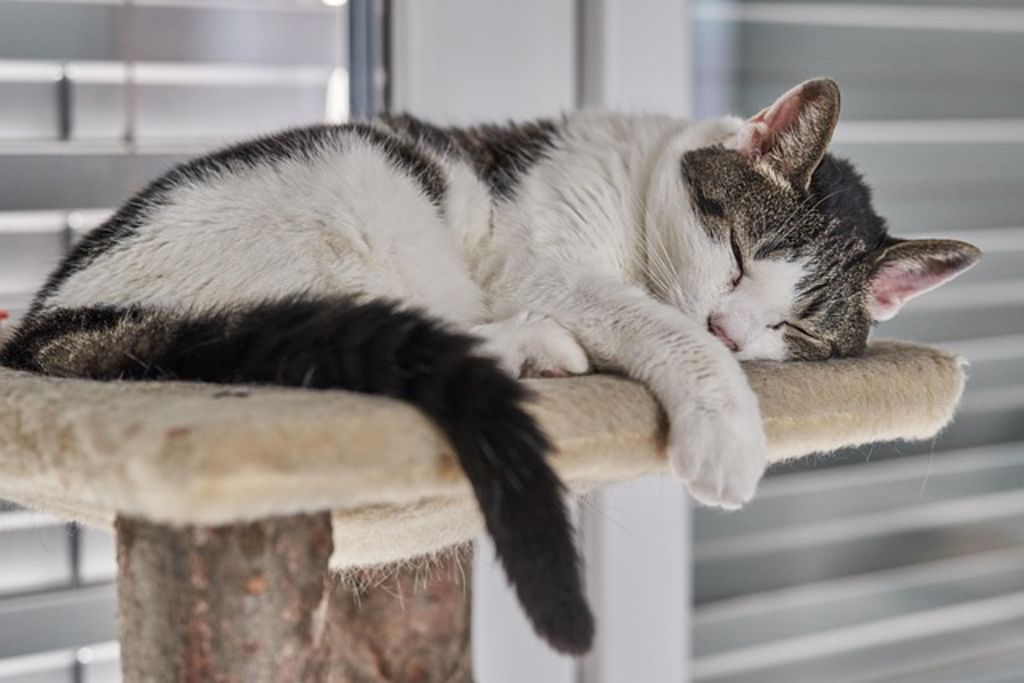 Chatte fatiguée