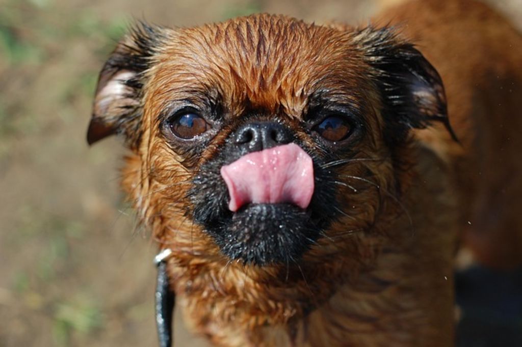 Chiot Griffon Belge