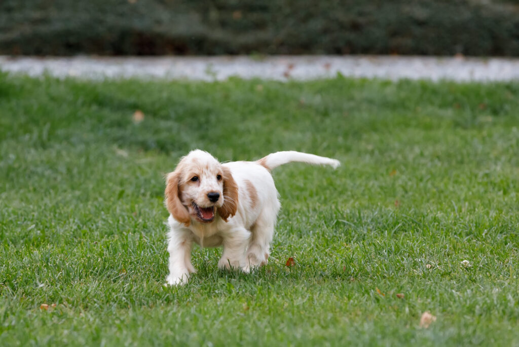 chiot cocker anglais court dans l herbe