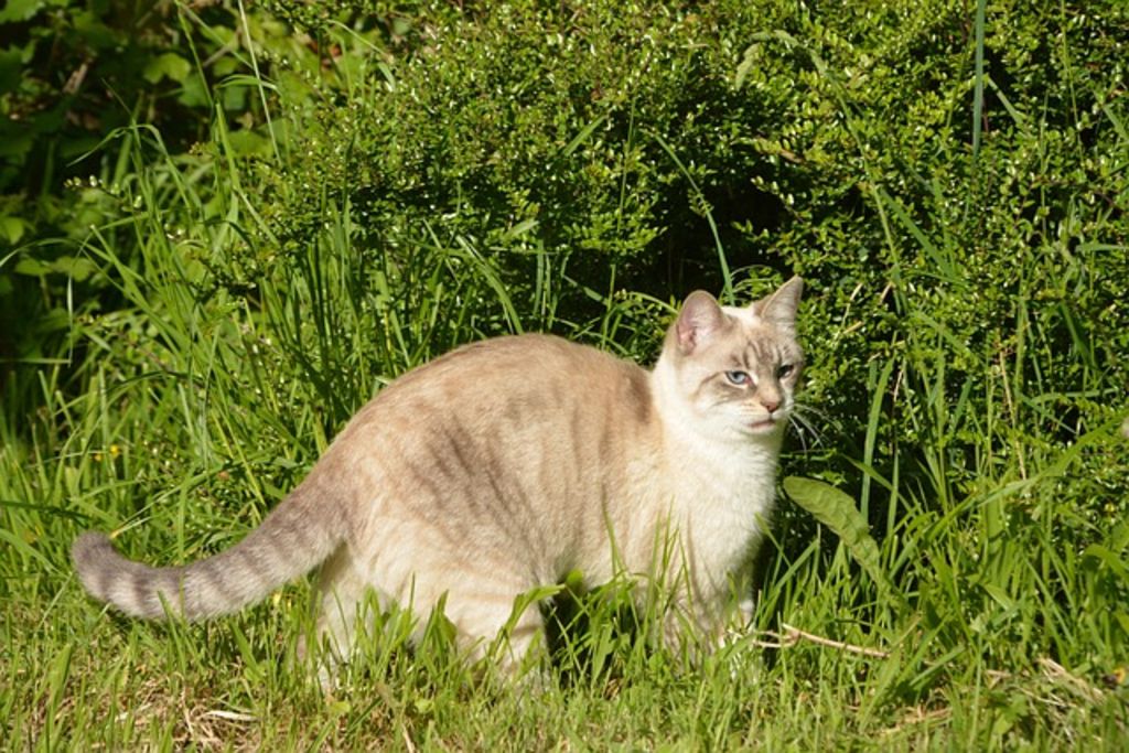 Jeune chatte