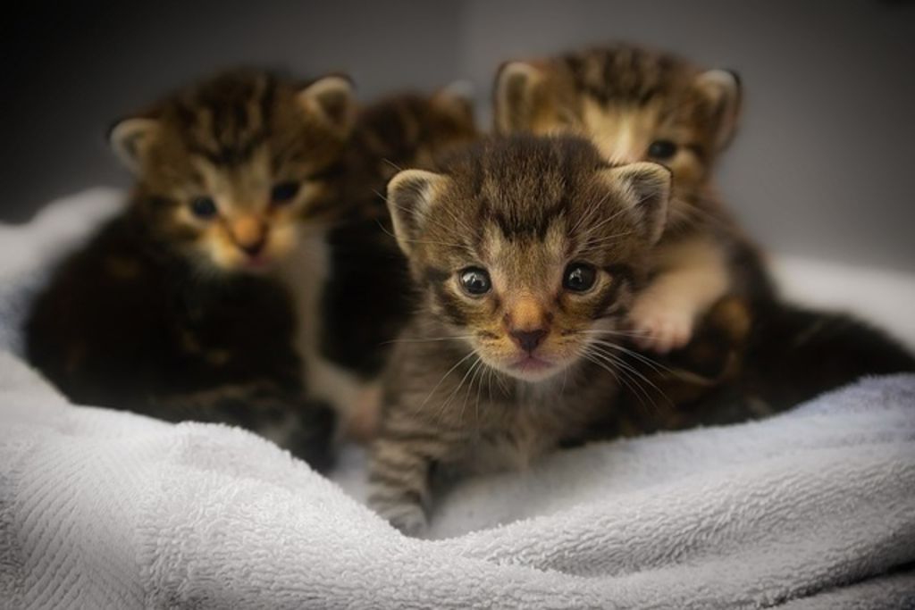 Naissance chaton
