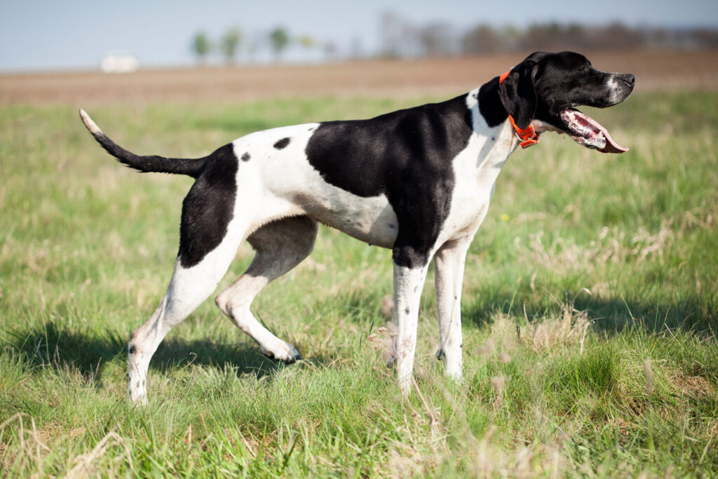 pointer anglais noir et blanc dans l herbe