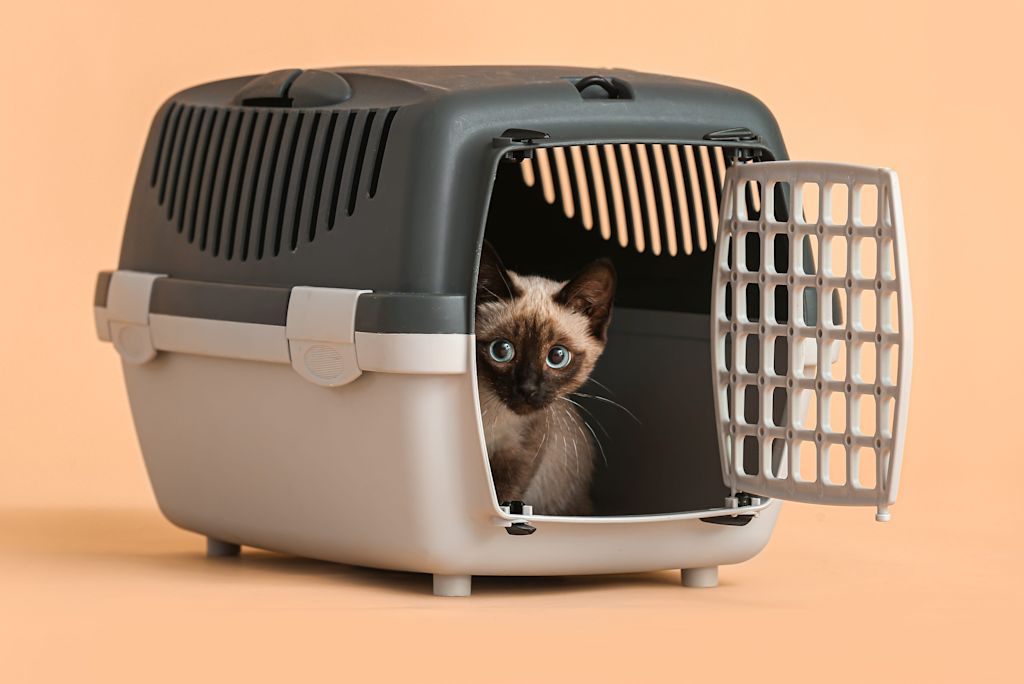 chaton dans une caisse de transport