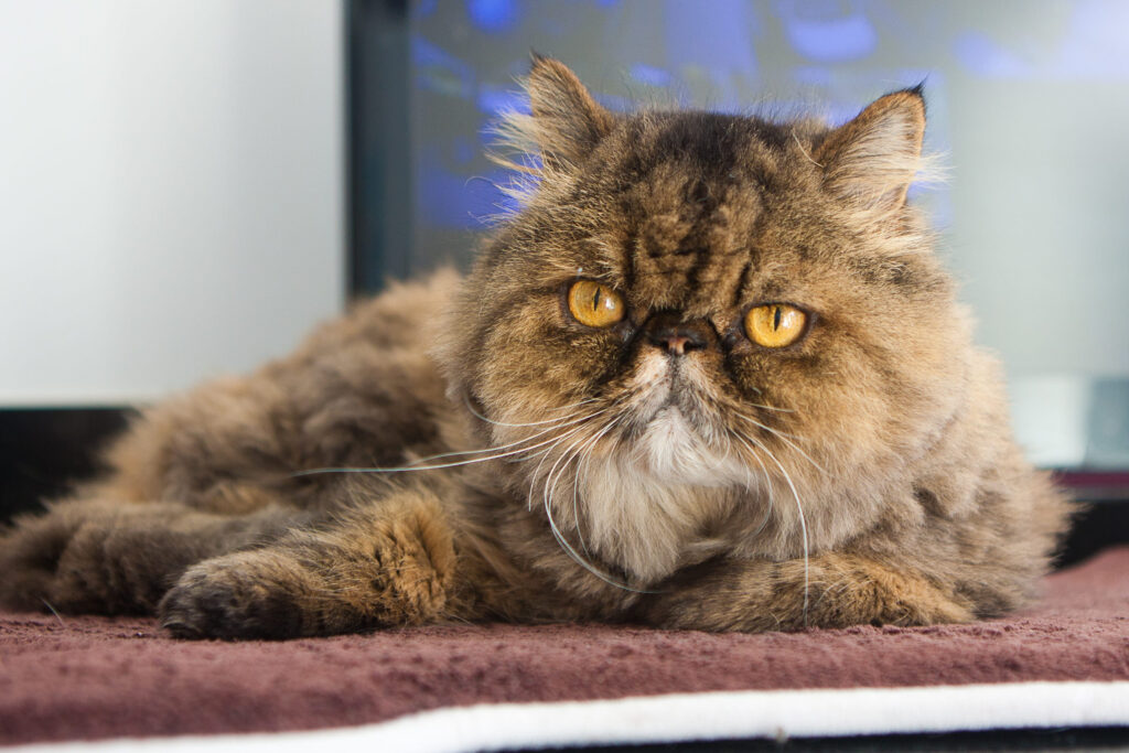 chat persan marron allonge sur une couverture