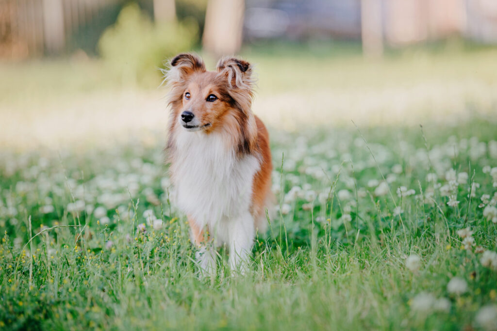 chien de berger des shetland debout dans l herbe