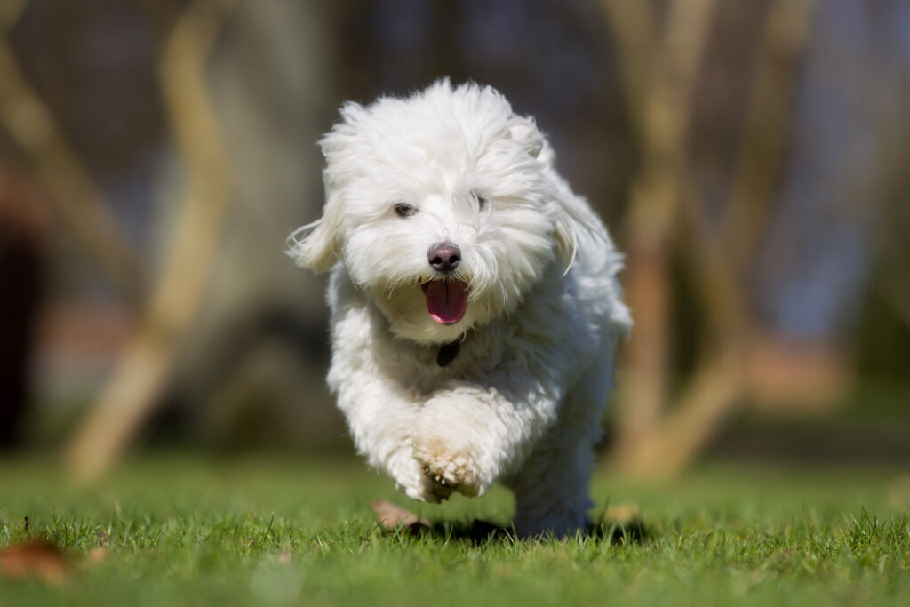 chien coton de tulear qui court dans l herbe