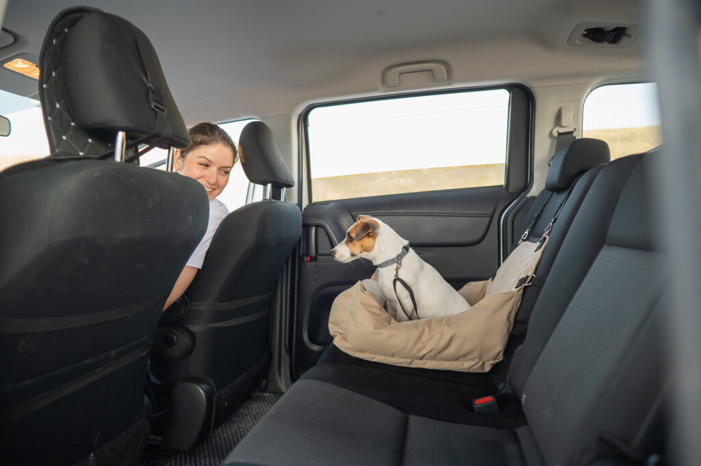 chien dans son panier a l arriere d une voiture