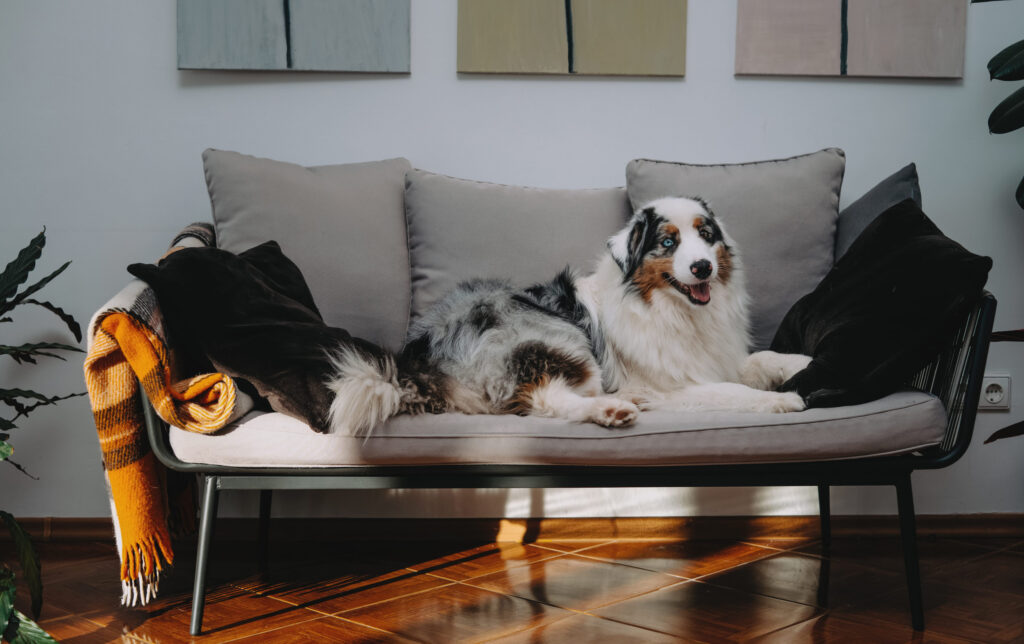 chien berger australien allonge sur un canape