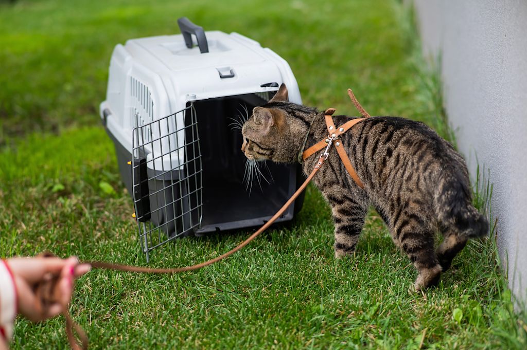 chat qui se prépare pour le voyage