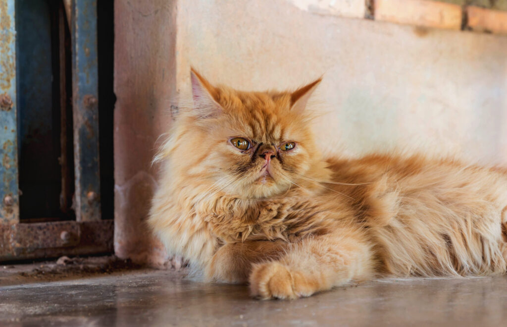 chat persan roux couche sur le sol