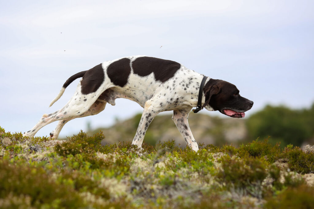 pointer anglais qui court