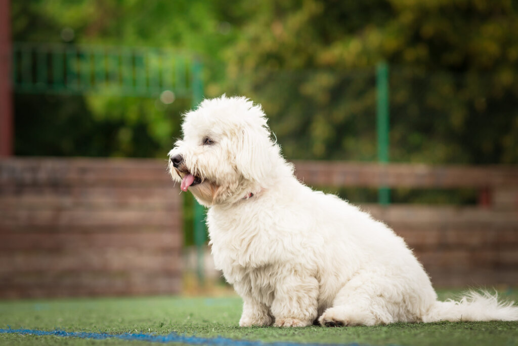 chien coton de tuléar assis dans l herbe de profil