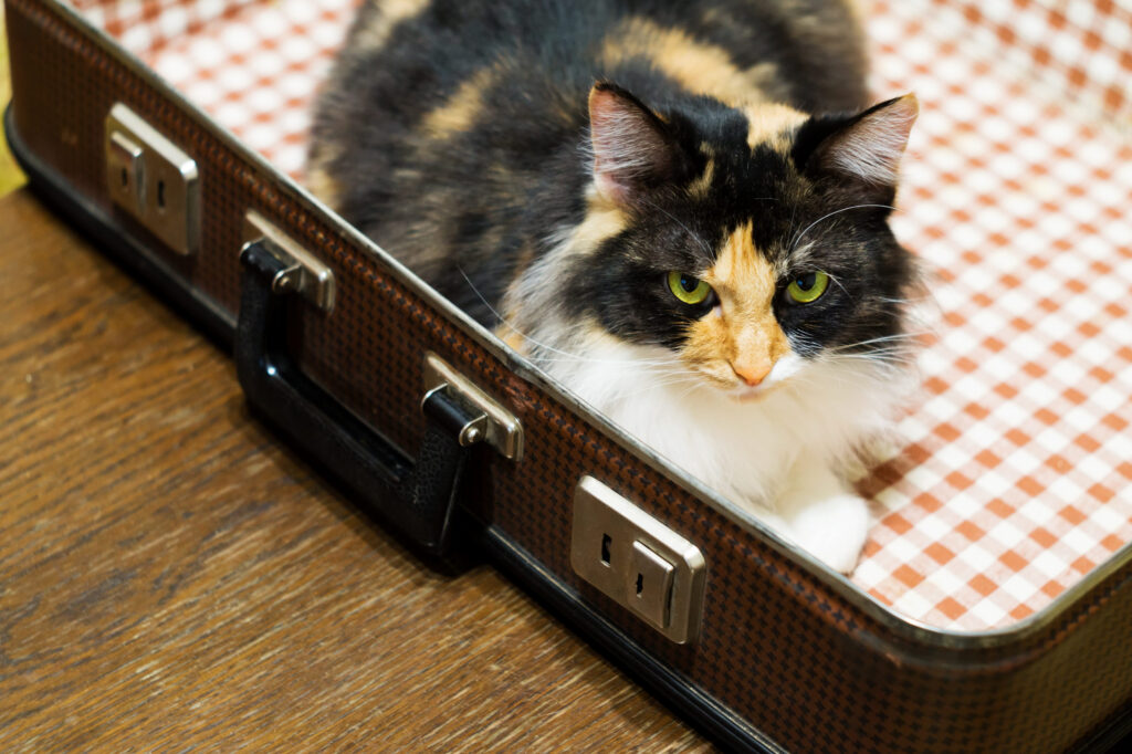 chat allonge dans une valise