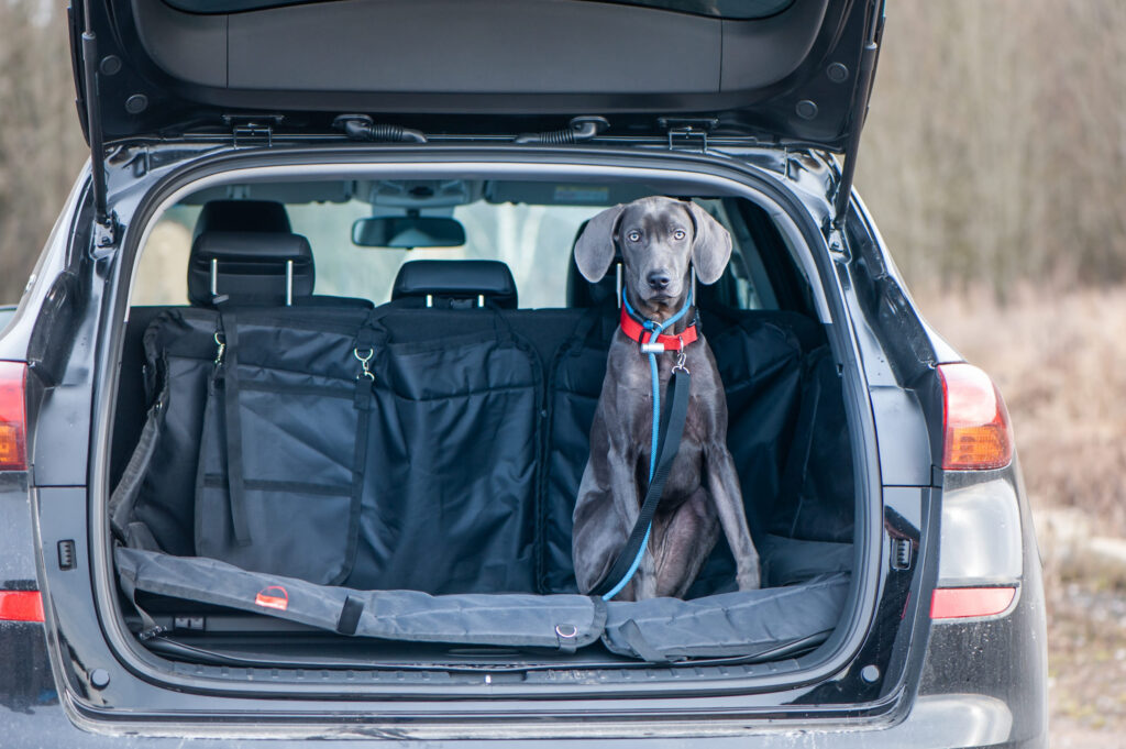 chien dans le coffre d une voiture