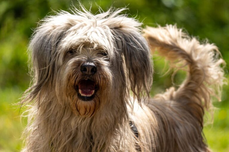 Berger Portugais (Cão da Serra de Aires)
