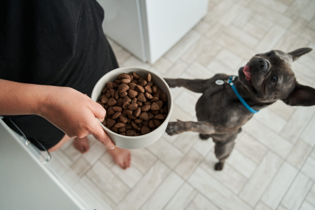 une personne donne sa gamelle de croquettes a un bouledogue français