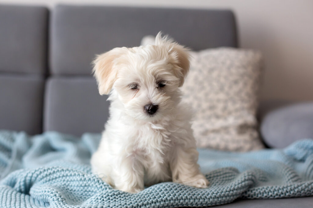 chiot coton de tulear assis sur une couverture en laine
