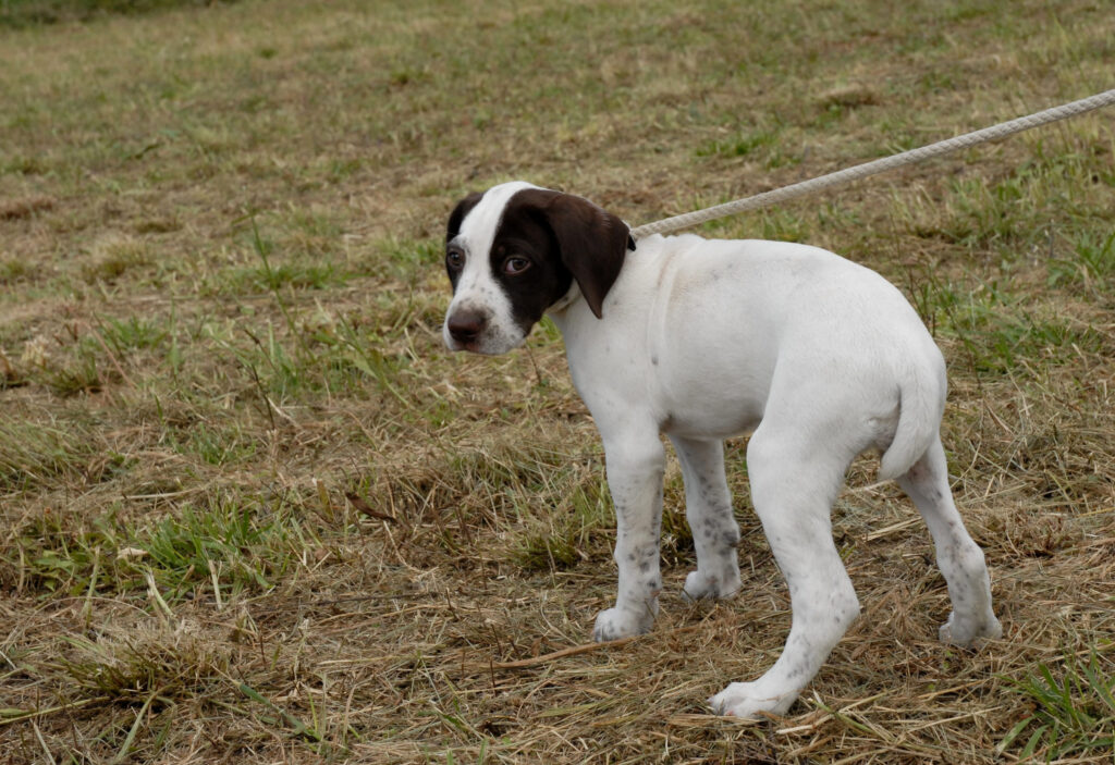 chiot pointer anglais noir et blanc en laisse