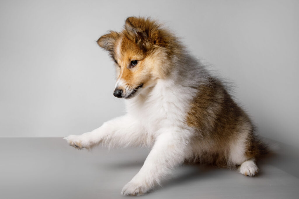 chiot berger des shetland assis qui joue