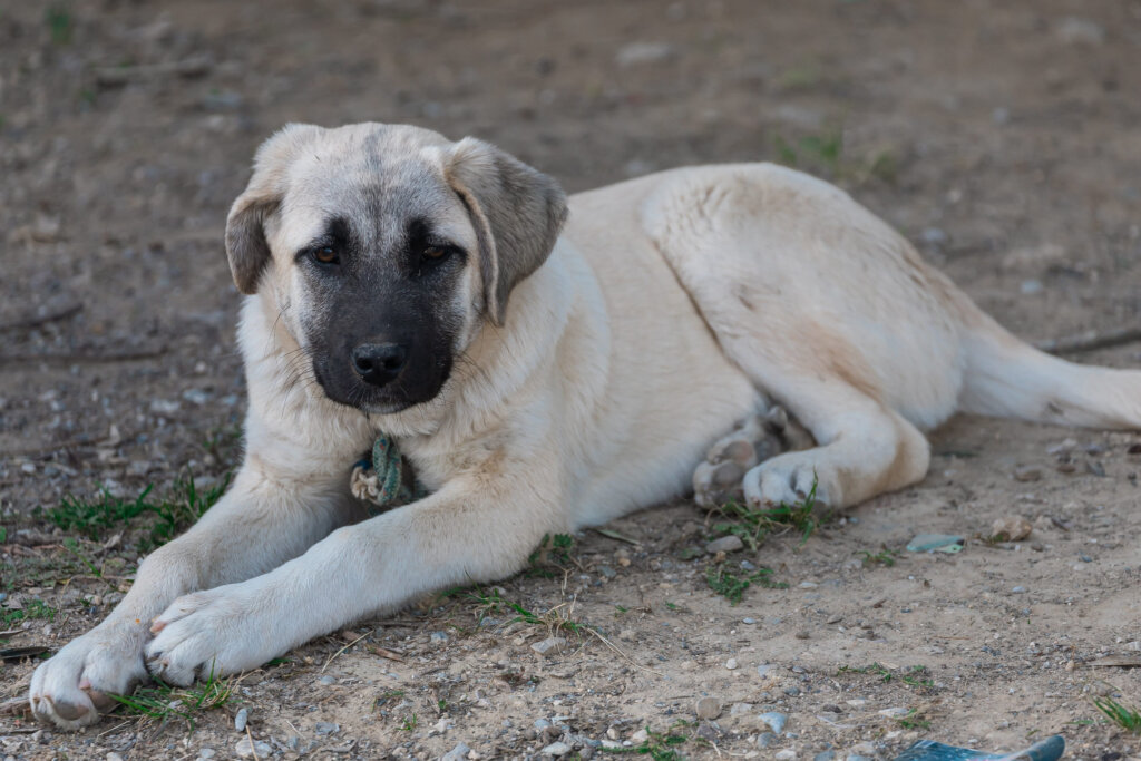 chiot kangal