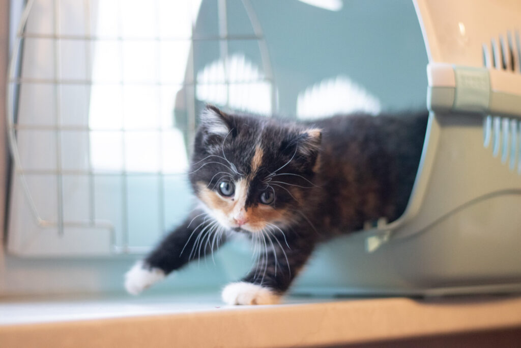 chaton dans son panier de transport