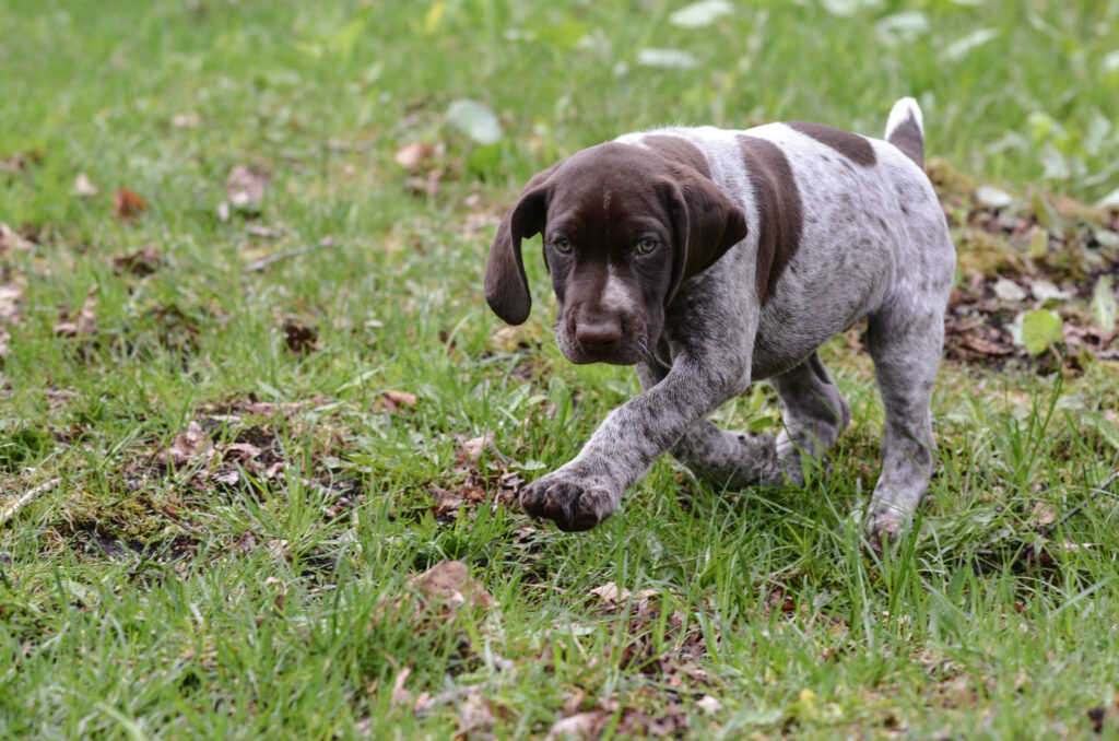 chiot braque allemand court dans l herbe