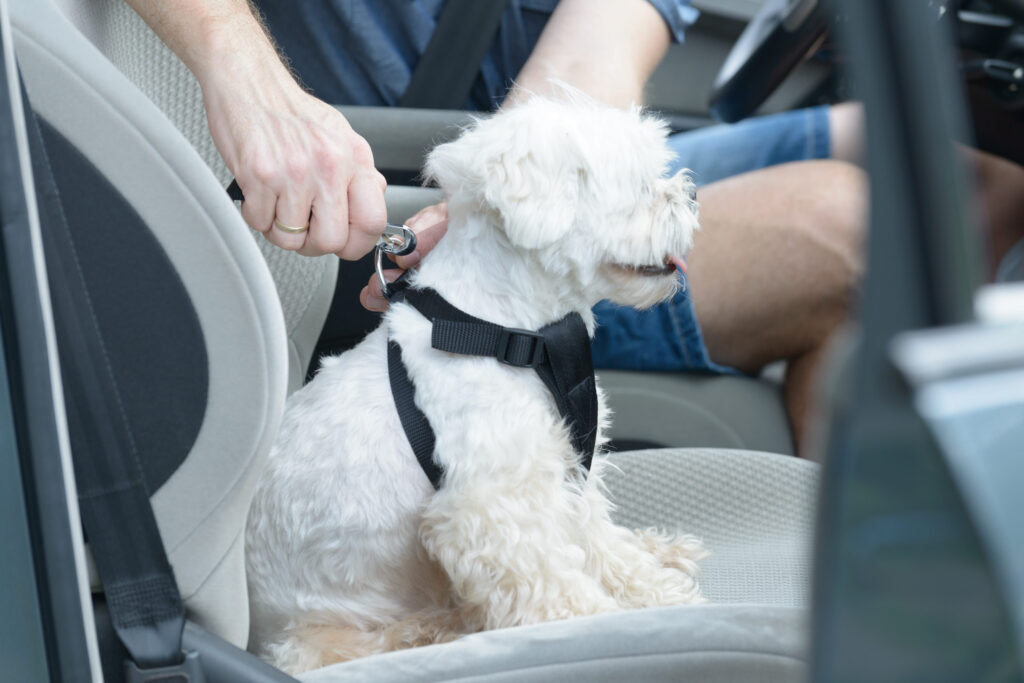 un homme accroche un chien a son harnais a l avant d une voiture