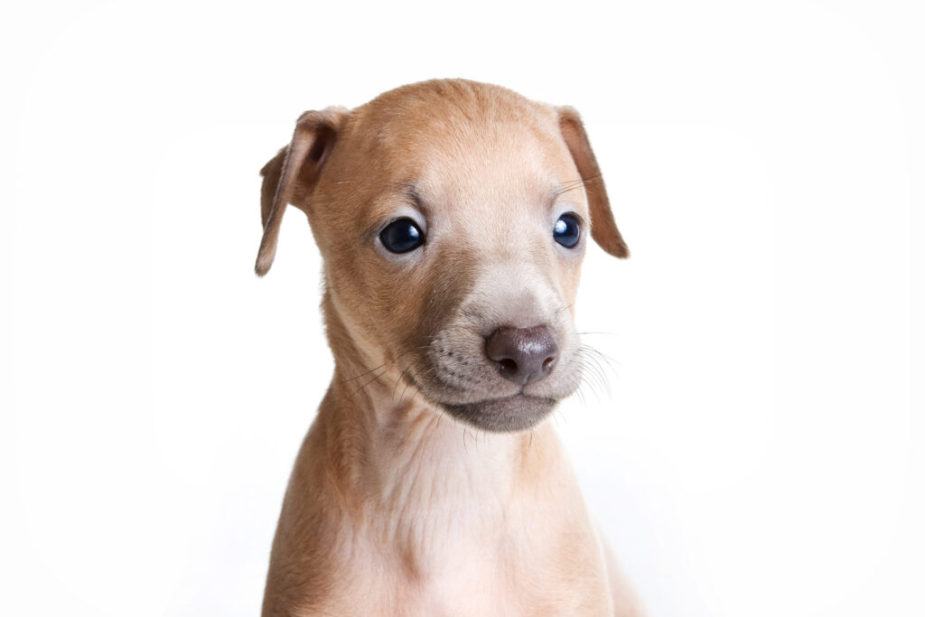 chiot petit levrier italien en gros plan