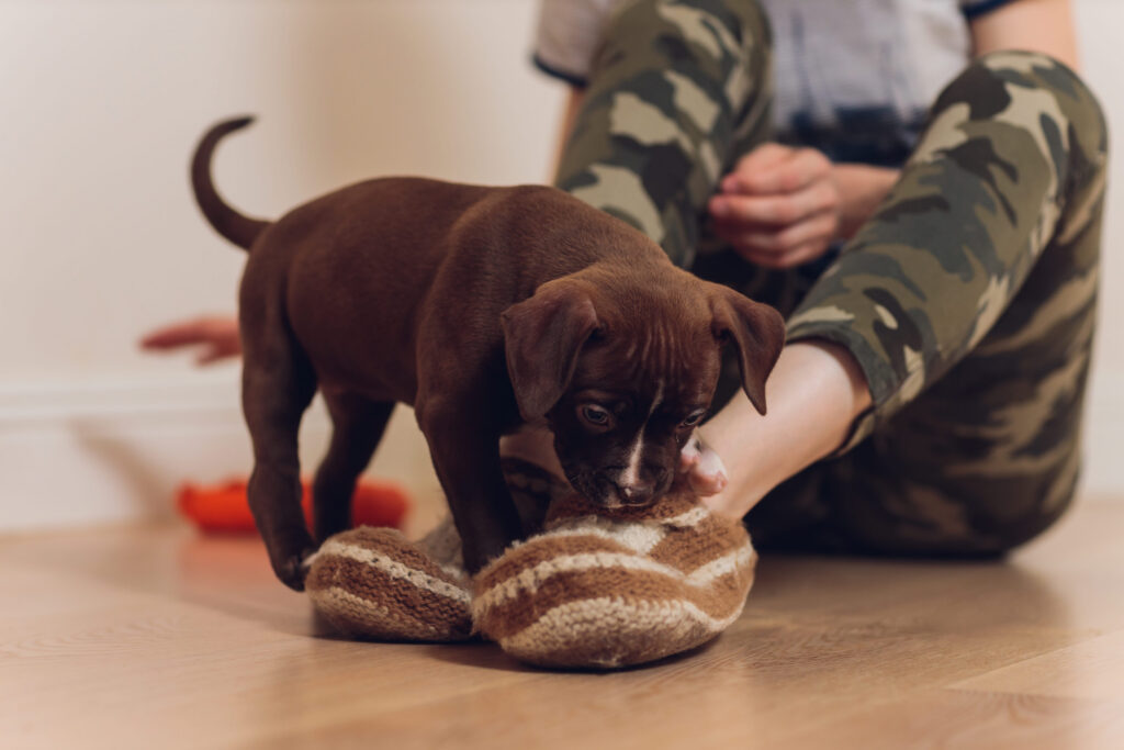 chiot qui joue avec les chaussons d une personne assise au sol