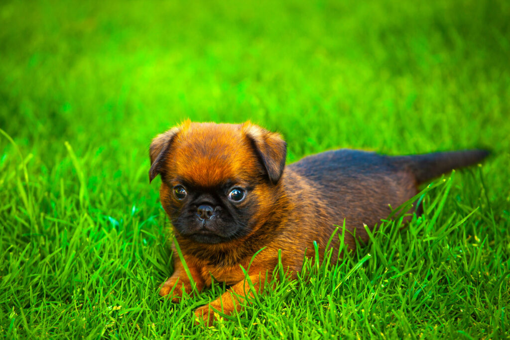 chiot petit brabancon couche dans l herbe