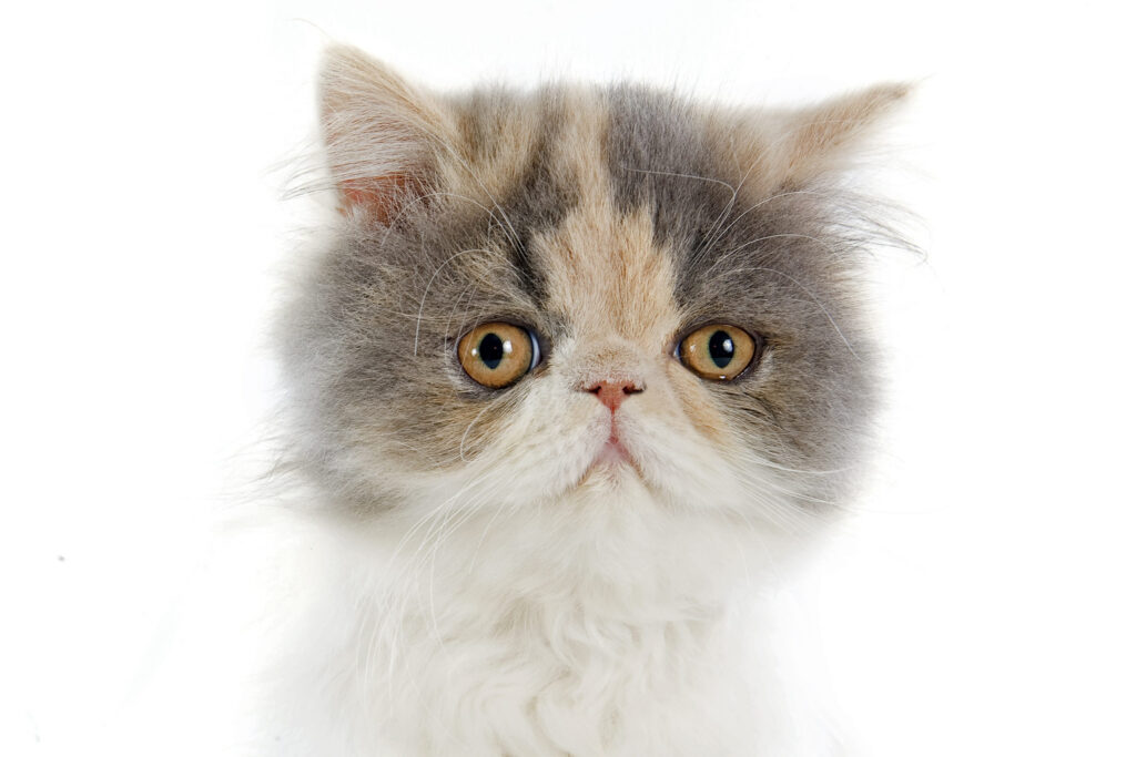 chaton persan en gros plan