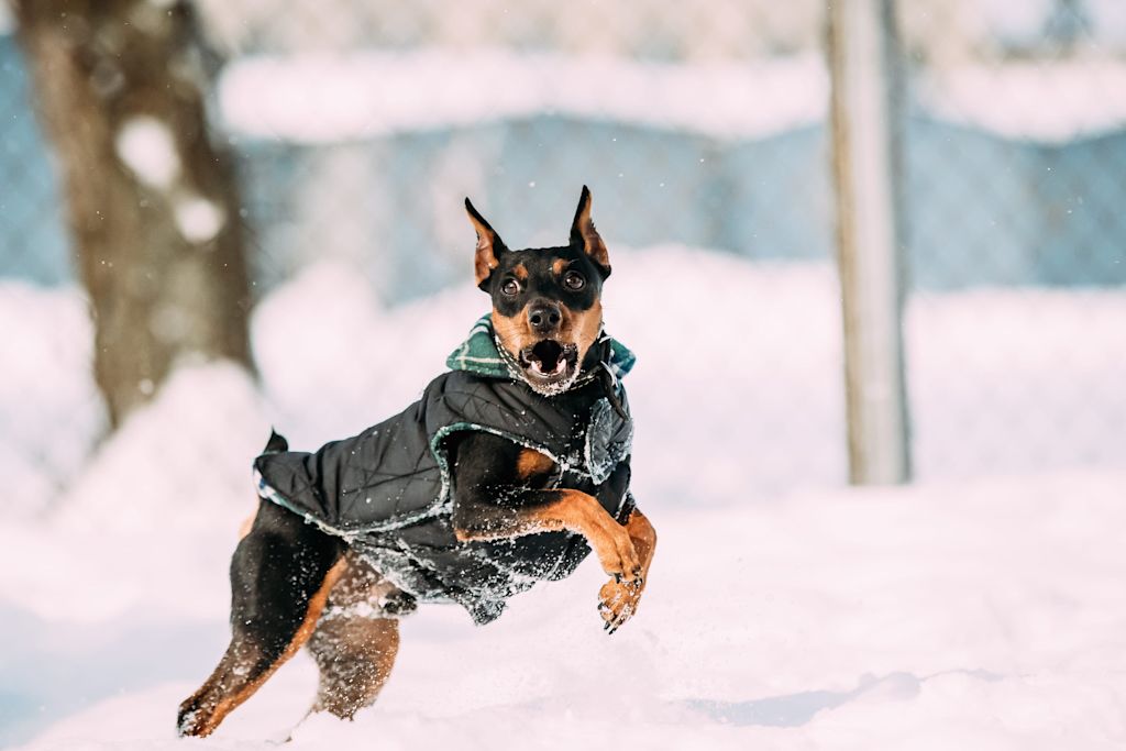 pinscher nain qui court