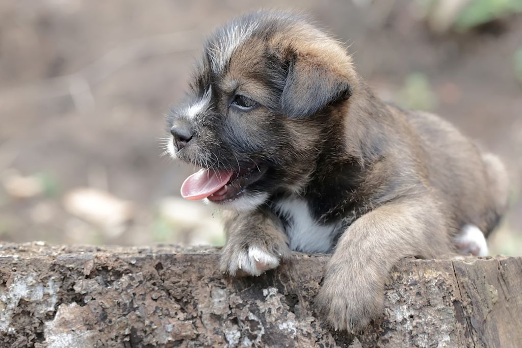 chiot berger portugais