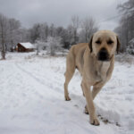 Anatolian Shepherd Dog On A Farm In Winter.
