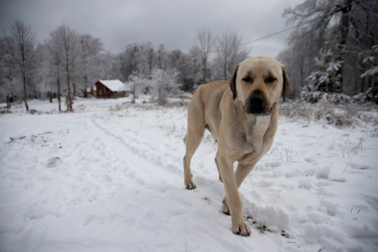 Berger d’Anatolie (Kangal)