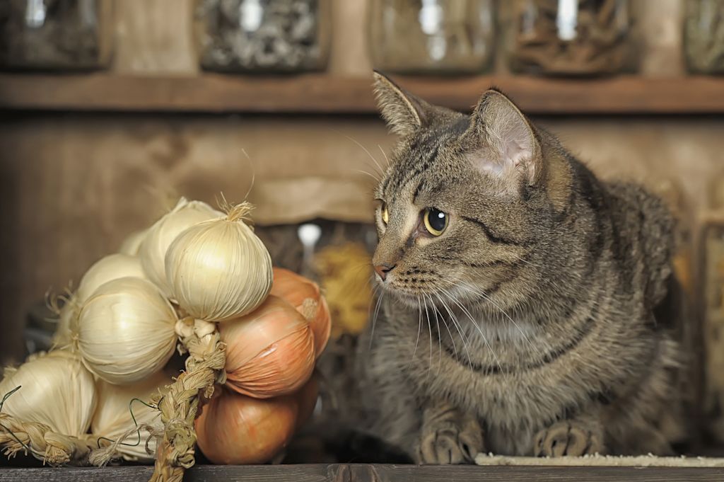 chat et oignons toxiques