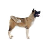 Akita am+®ricain.jpg