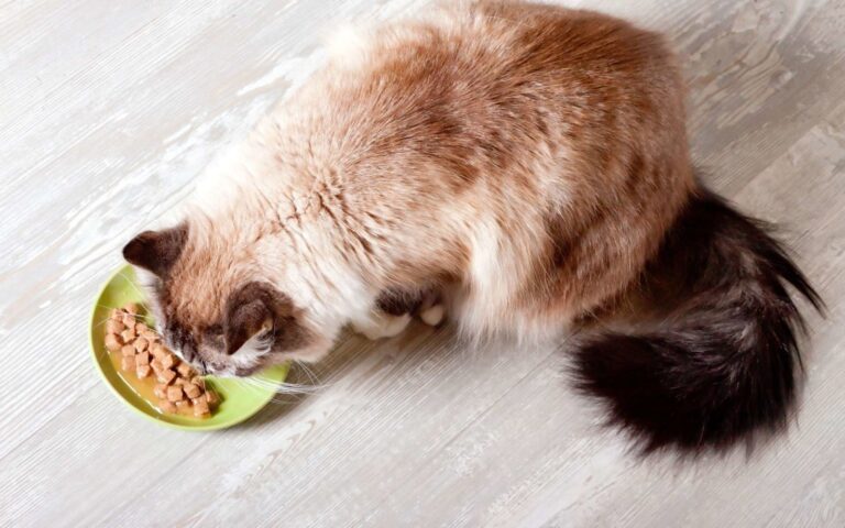L&rsquo;alimentation du chat stérilisé